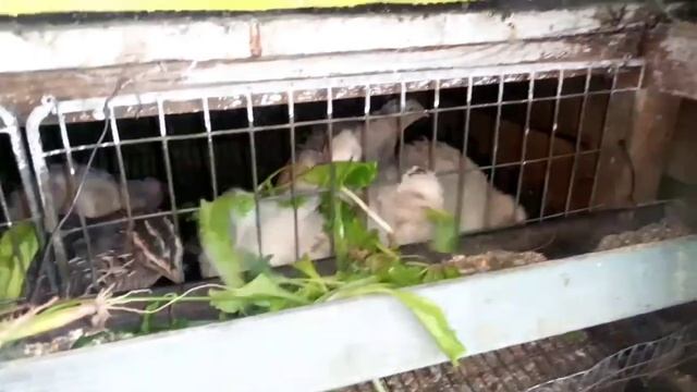 Чем кормлю перепелов летом . Повышаем яйценоскость у перепелов .