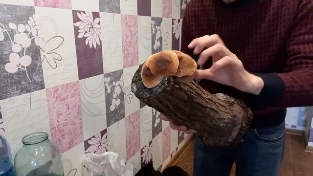 Сбор Шиитаке дома с пенька!!!/ Lentinula edodes смотреть онлайн