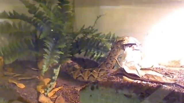Gaboon Viper Eats a Live Rat!!! смотреть онлайн