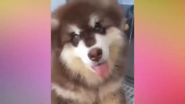 милые собачки смотреть онлайн