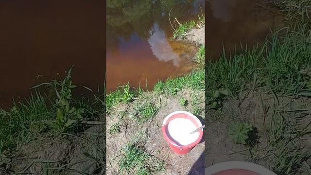Известкование пруда, повышение Ph, на поверхности плавает белый Амур смотреть онлайн