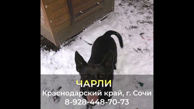 Пропала собака ! ЧАРЛИ  Краснодарский край  г. Сочи