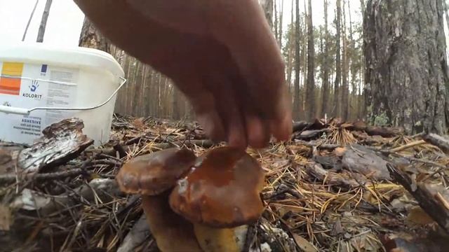 Сбор польских грибов в октябре 2017 смотреть онлайн