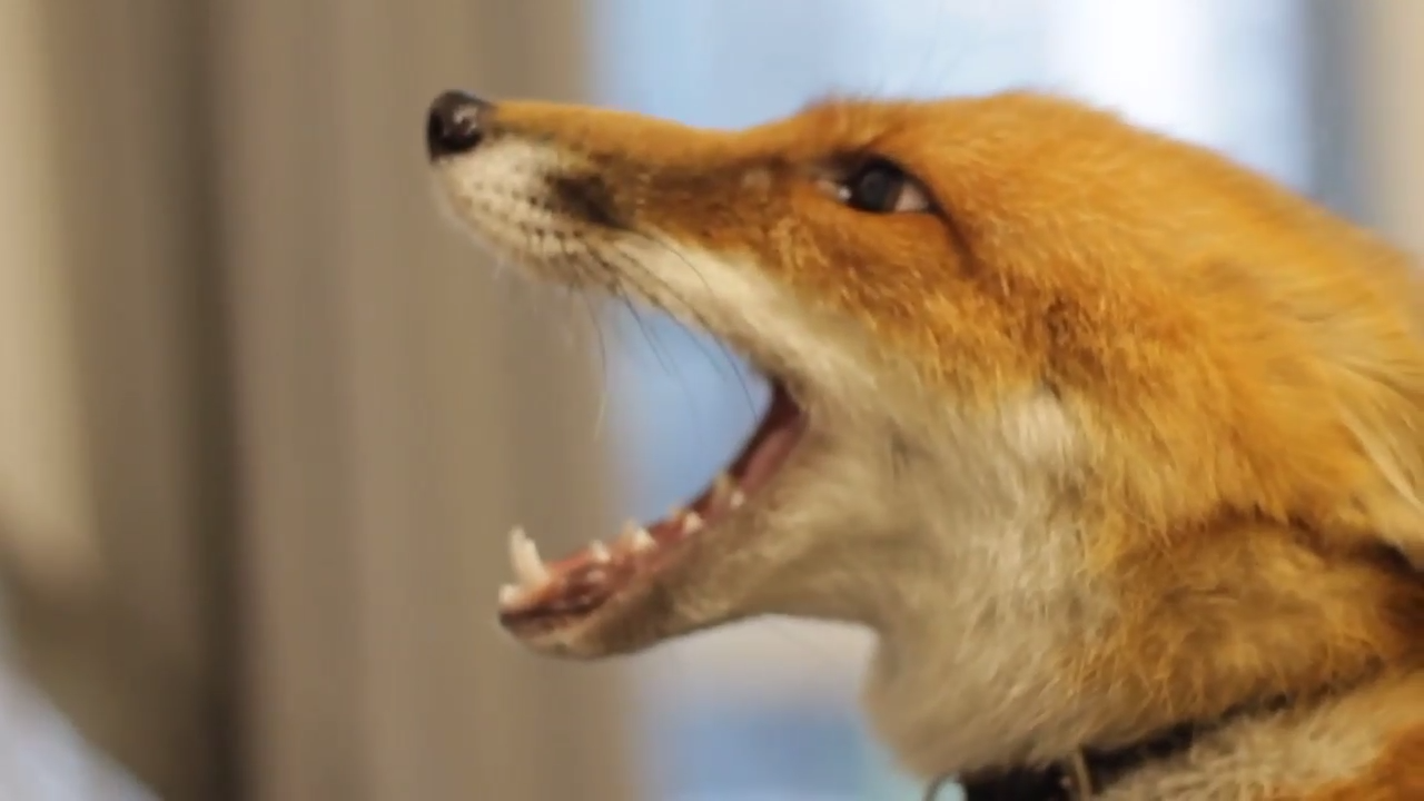 Лиса - болтушка смотреть онлайн