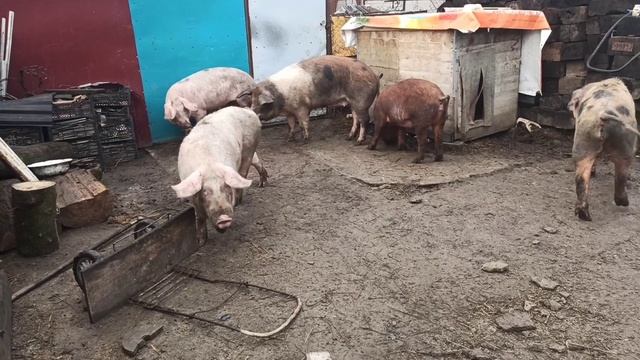 Обычный день свиновода || Поросята Поросятки смотреть онлайн