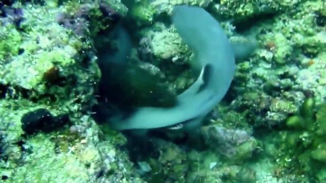 10 ВОДНЫХ МОНСТРОВ смотреть онлайн