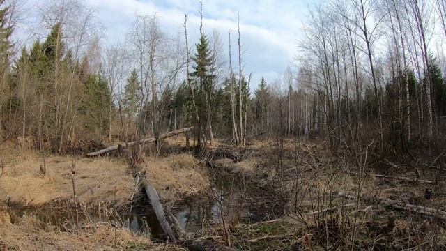 Весенняя видео охота в Подмосковье смотреть онлайн