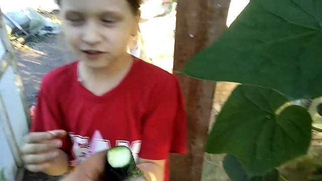 ОГУРЦЫ ДРУЖНАЯ СЕМЕЙКА !!! смотреть онлайн