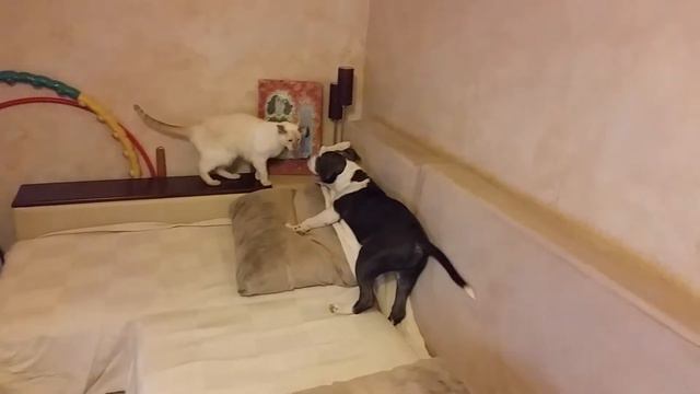 Собаня и кот смотреть онлайн