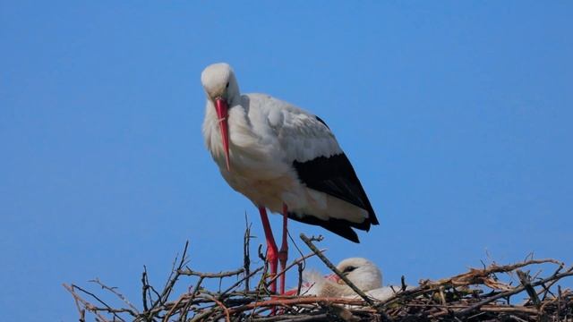 Белый аист гнездо (White stork, Ciconia ciconia) смотреть онлайн