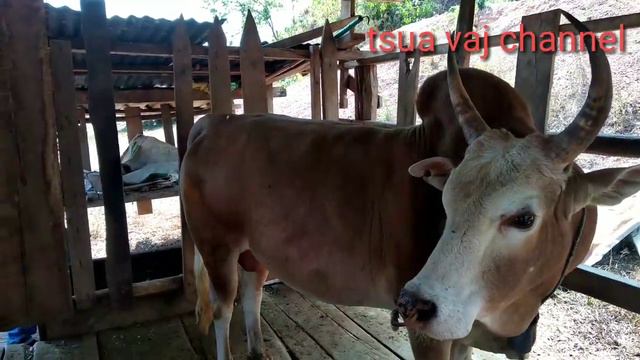 nyuj txawj kub thiab zoo nraug heev (06-02-2021/22) смотреть онлайн