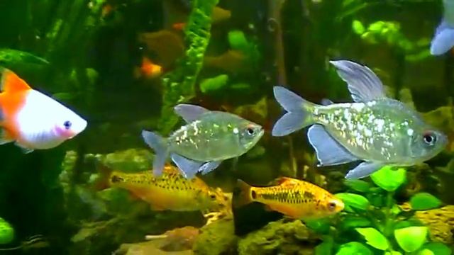#Aquarium. Бриллиантовая тетра. смотреть онлайн