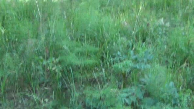 Колтушские высоты: заячья тропа смотреть онлайн