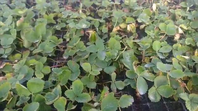 Кассетная рассада клубники 20 дней,высадка в грунт. смотреть онлайн