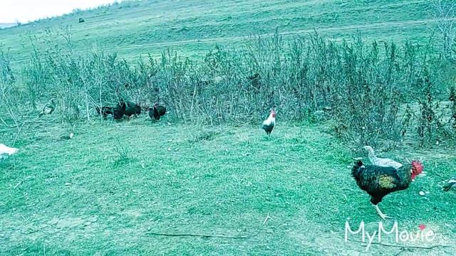 Гуси Линда. Горький опыт. Инбридинг. Краткое описание породы. Убираем гусей из хозяйства смотреть онлайн