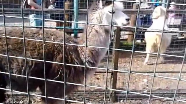 Лама в вольере смотреть онлайн