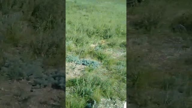 Забайкалье...Адон-Челон смотреть онлайн