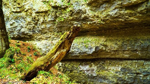 ЛЕС 4K (Ultra HD) - ВЫХОД ИЗ ПЕЩЕРЫ. Релакс видео о природе. От бессонницы, расслабления, медитации смотреть онлайн