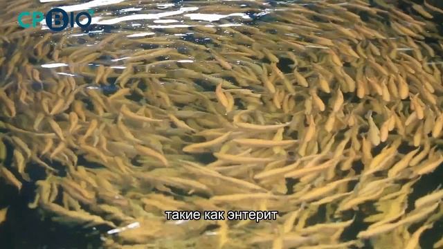 Профилактика воспаления кишечника у водных животных смотреть онлайн
