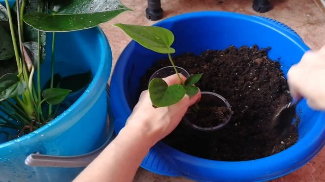 Рассаживаем антуриум.