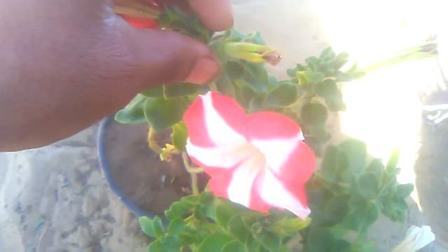 Petunia flower plant care &tips смотреть онлайн