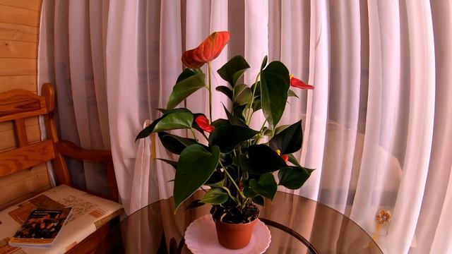 Ядовитый! Мужское счастье!? Антуриум  ##уходзаантуриумом #фотоантуриума #цветущиерастениявдоме