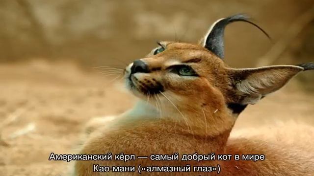 Редкие породы кошек: карельский бобтейл, калифорнийская сияющая кошка и другие смотреть онлайн