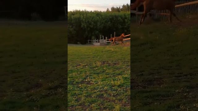 Жеребчик 2 года смотреть онлайн