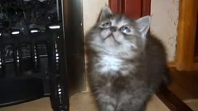 пример вролика ЖИВОТНЫЕ смотреть онлайн