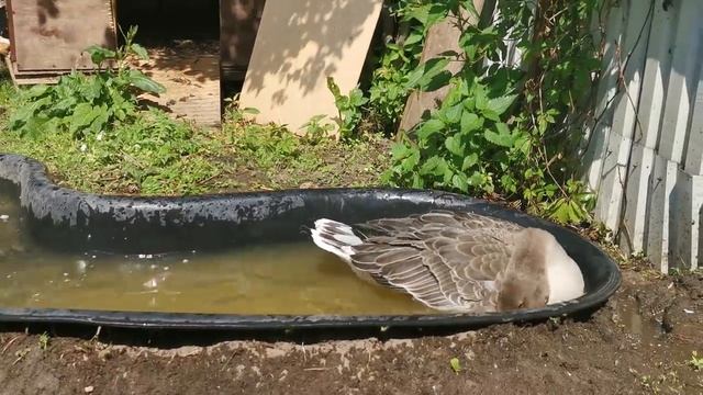 Гуси против вантуза. Кто кого? смотреть онлайн