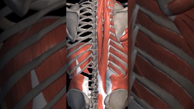 Почему нельзя вправлять позвонки? #костоправ #позвоночник #грыжа #мануальнаятерапия смотреть онлайн