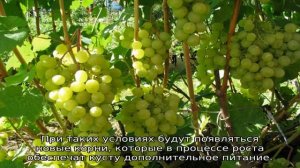 Виноград Краса Севера