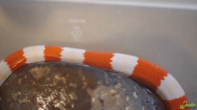How to Give Snakes a Bath! смотреть онлайн