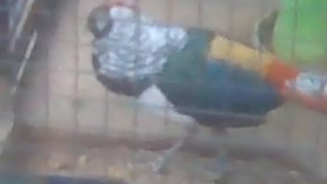 Фазаны, павлины смотреть онлайн