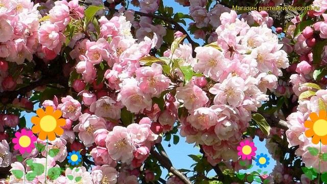 Яблоня декоративная Ван Есалитин. Краткий обзор, описание характеристик malus domestica van eseltin смотреть онлайн