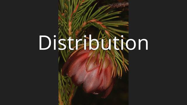 Protea nana смотреть онлайн