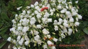 Колокольчик ложечницелистный Альба (alba) ? обзор: как сажать, рассада колокольчика Альба