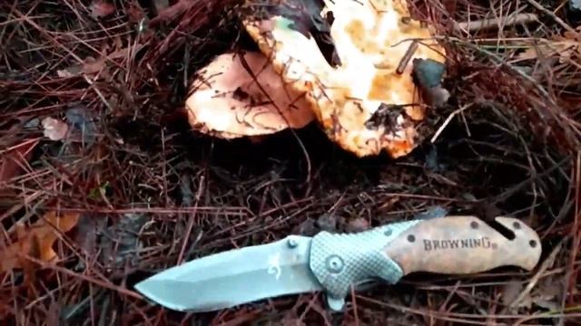 ГрибыТурции 1 серия съедобные грибы смотреть онлайн