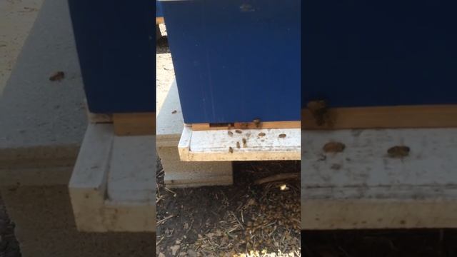 Correct absconding bee issue with packages смотреть онлайн
