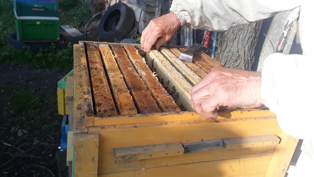 Двухматочная семья в кассетно-корпусном улье в работе.Республика Беларусь. смотреть онлайн
