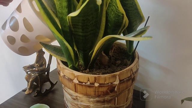Care for indoor plants.Adding liquid food to indoor plant.#aglaonema #defenbecia #croton#sansevieri смотреть онлайн