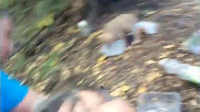 Нашли щенков смотреть онлайн