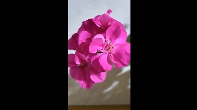 Пеларгония "крутит " лепестки и дает рыхлые соцветия, как быть... Пеларгония PAC Alice исправилась смотреть онлайн