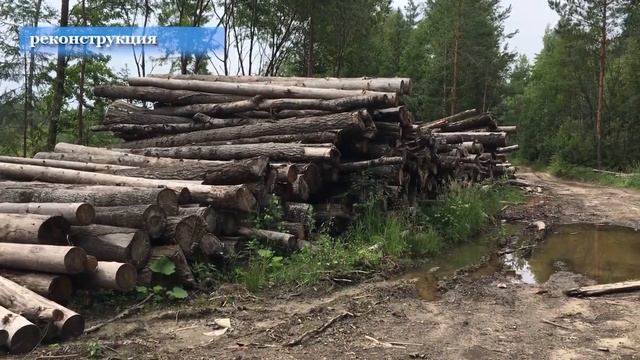 За незаконную рубку леса в Износковском районе мужчине грозит 7 лет смотреть онлайн