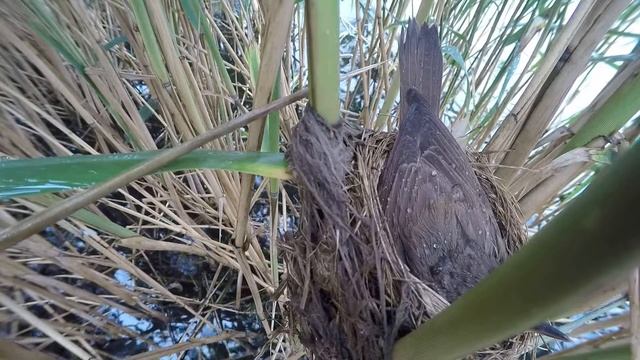 Камышовка дроздовидная 150614 5150617 5 смотреть онлайн