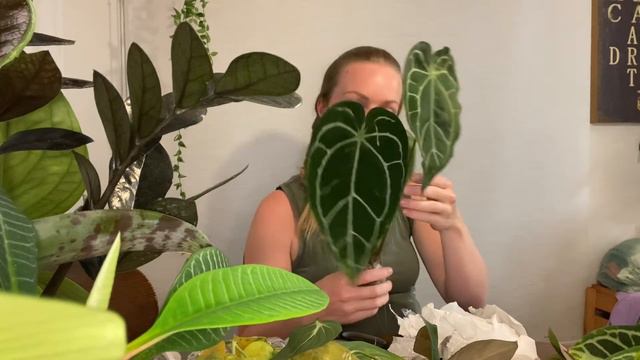 Plant haul 3 unboxing import from Indonesia April 2021 смотреть онлайн