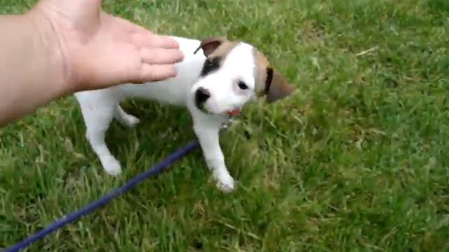 Jack Russell-Chihuahua mutt смотреть онлайн