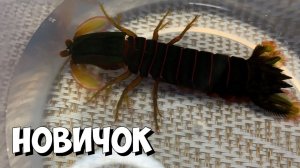 Рак-Богомол | Мантис | Аквариум