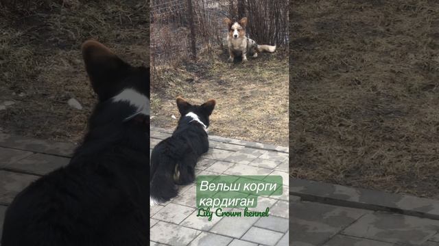 Озвучка решает все !!! Щенки вельш корги кардиган ! #welshcorgicardigan #bluemerle #корги #липецк смотреть онлайн