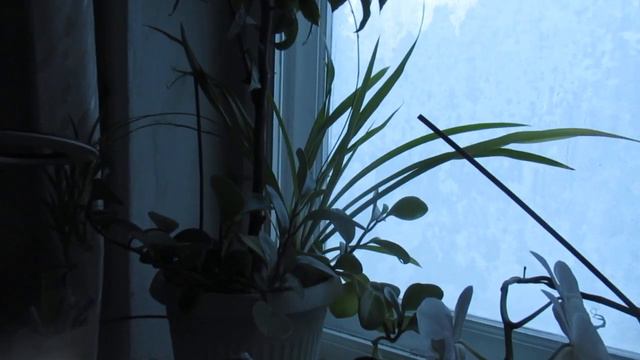 Я пою серенады